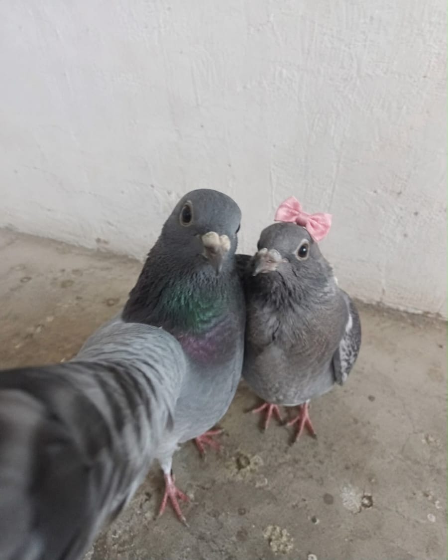 Pigeon-pilled: How pigeons became a post-digital icon | Dazed