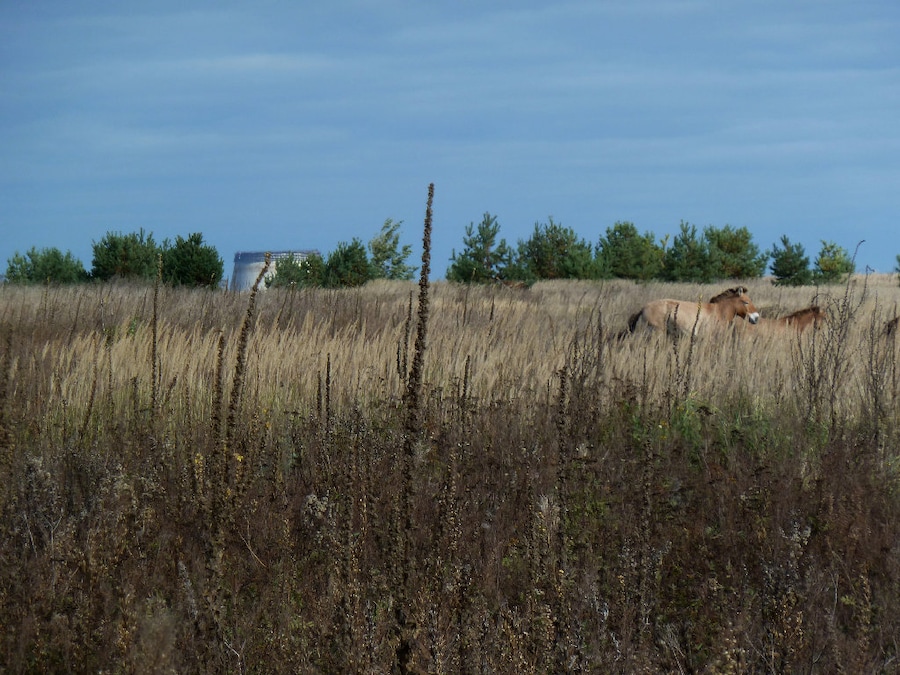 Chernobyl, Production Still; 2010 &#169; Diana Thater; 1