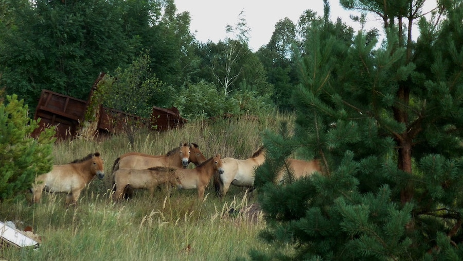 Chernobyl, Production Still; 2010 &#169; Diana Thater; 0