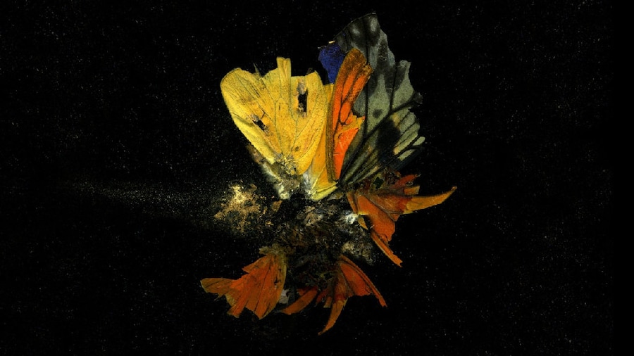 Mat  Collishaw , Insecticide  13,   Digital  limit 5