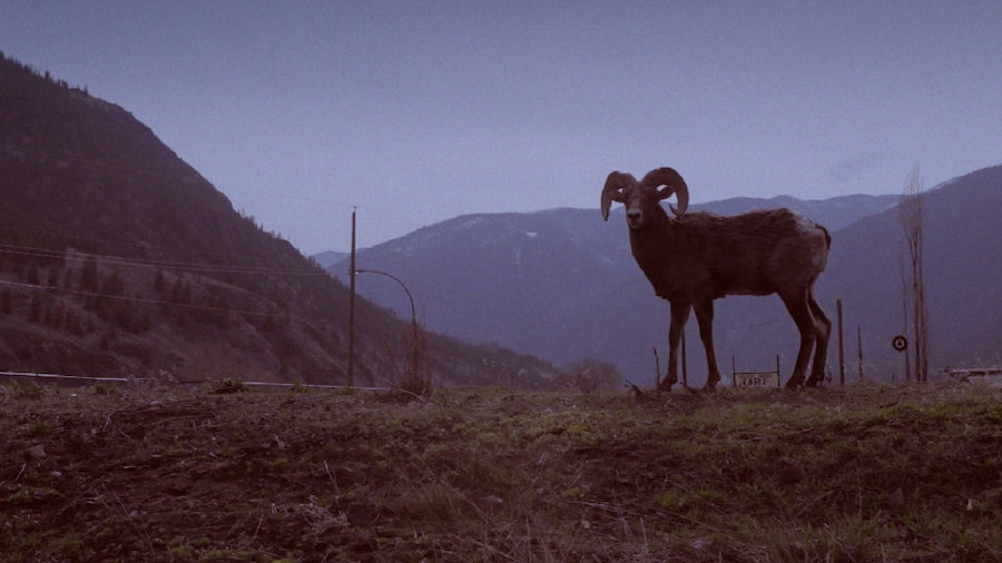 Image 0
