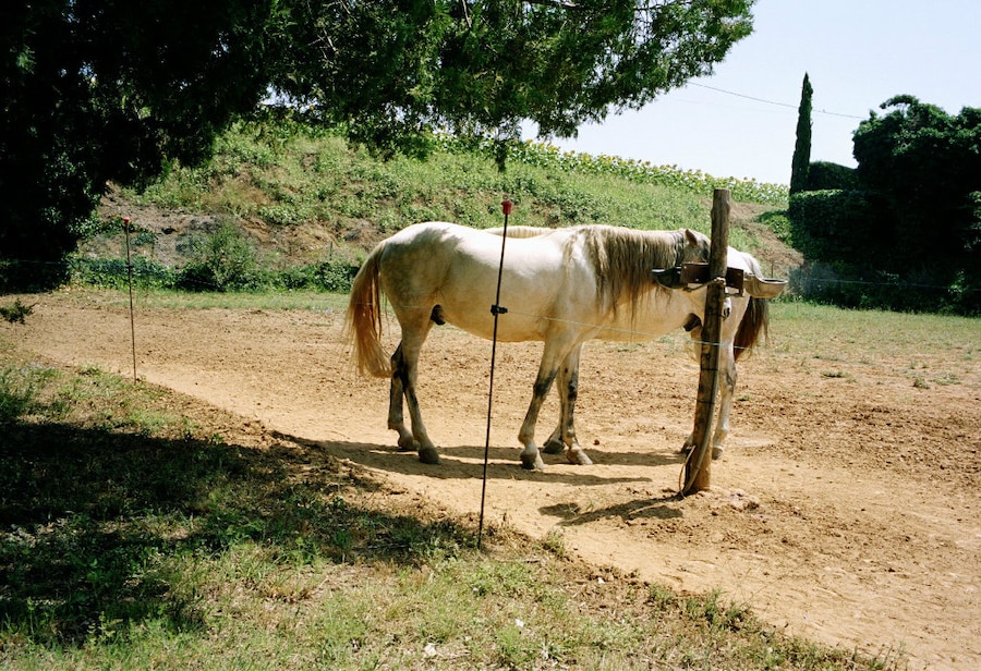 Horse, Key West 2011 3