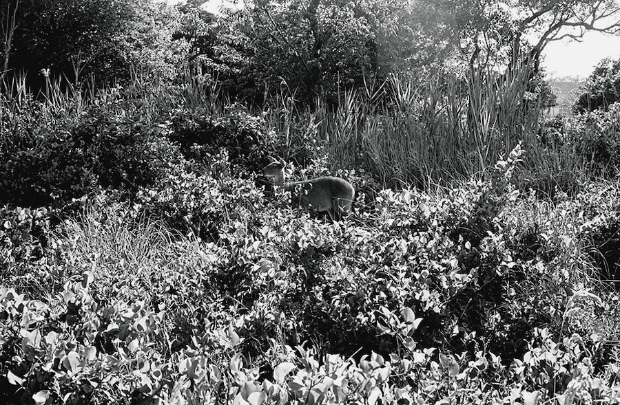 Image 13