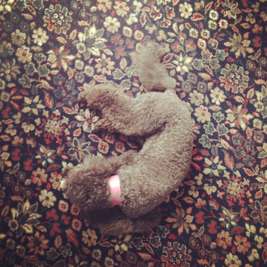  CoCo on the carpet 2