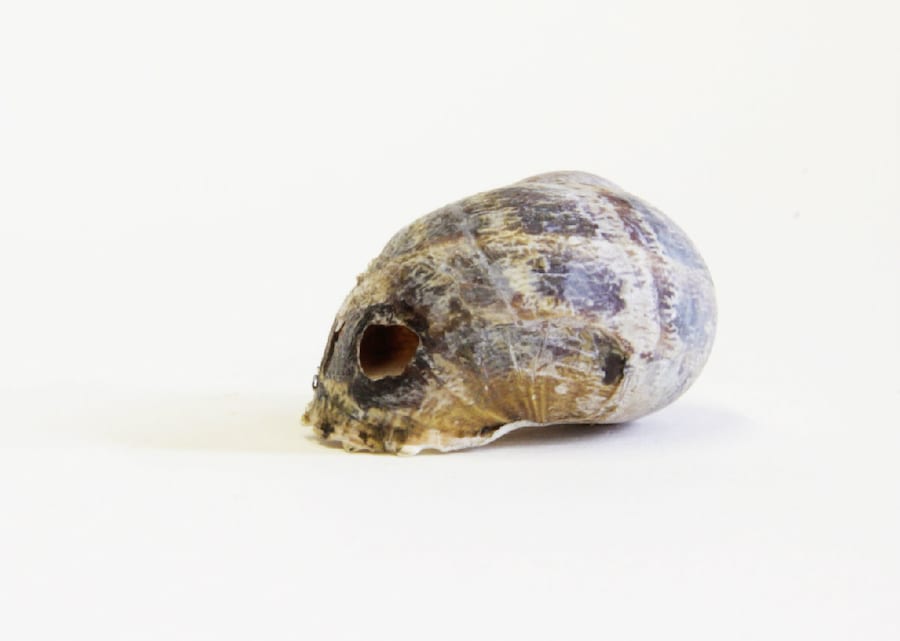 Snail skull 5
