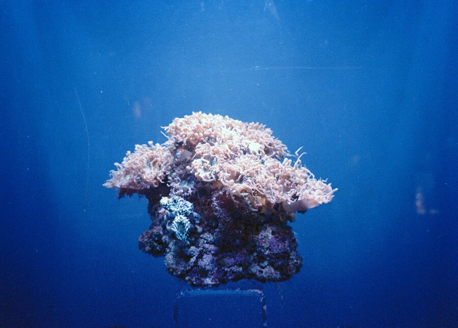 Hallger&#240;ur Hallgr&#237;msd&#243;ttir Coral, from the series 6