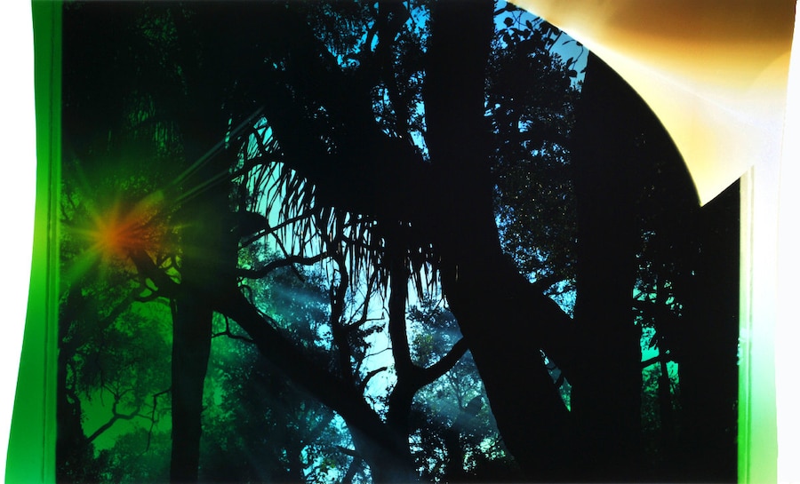 Chloe Sells Phoenix Reclinata (from the series of 0