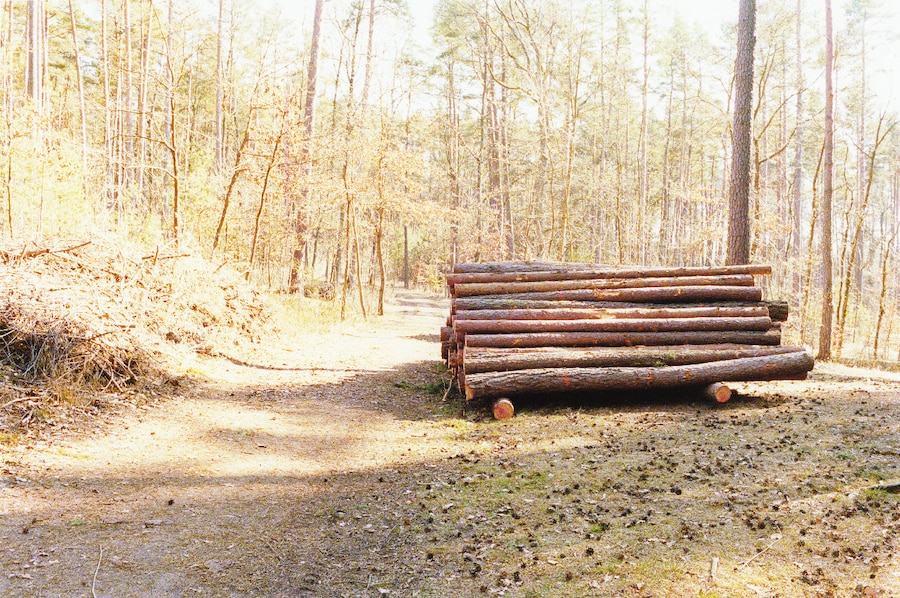  Nr 5 of the series ‘Irene im Wald’, 2012 4